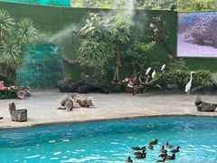 -广州长隆飞鸟乐园