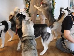 -Husky Go! 哈士奇体验馆·宠物咖啡厅狗咖