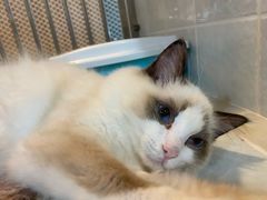 -1013 PET SHOP 宠物商店(近铁城市广场店)