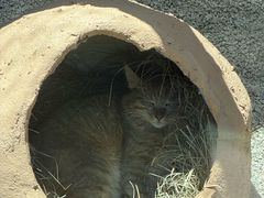 -青藏高原野生动物园
