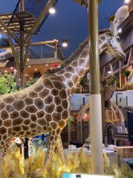 -卡通尼·Safari非洲探索乐园·生日会(金桥国际商业广场店)