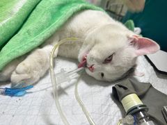 -爱牧宠物医院·猫专科·骨科·内窥镜(甪直店)