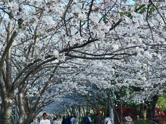 -高东镇樱花园
