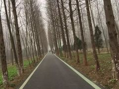 -合肥滨湖国家森林公园