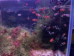 -中环花鸟鱼虫市场