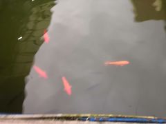 -东江湖游水三文鱼美食城