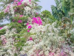 -光明小镇欢乐田园