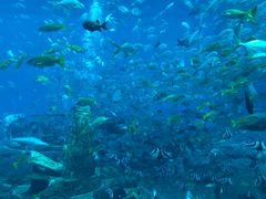 -亚龙湾海底世界