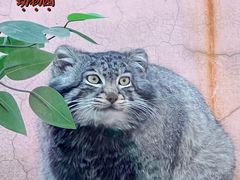 -青藏高原野生动物园