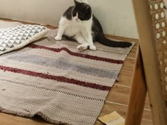 -猫友咖啡店(玉林西路店)