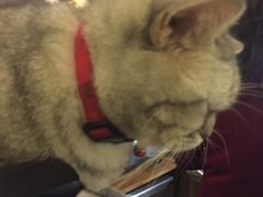 -猫色咖啡·猫咖