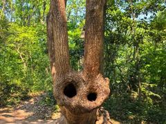 -上海佘山国家森林公园天马山园