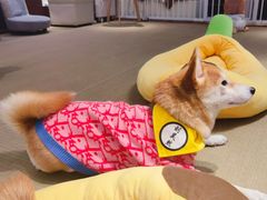 -逗柴咖啡屋·狗咖猫咖宠物桌游
