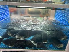 -全乐鱼馆·淳牌有机鱼直营店