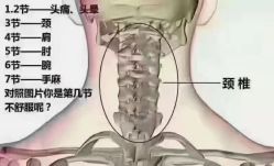 -香薇妮丝·定制减肥·身材管理