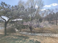 -北京西山国家森林公园