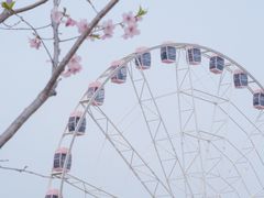 -顾村公园