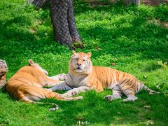 -西霞口神雕山野生动物世界