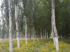 -东郊湿地公园
