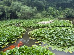 -天目湖山水园