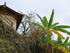 -初溪土楼群