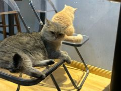 -Meowの猫咖(万家丽店)