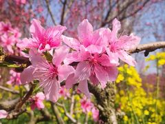 -南汇桃花村