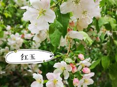 -海棠花溪(元大都城垣遗址公园)