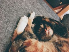 -猫的天空之城概念书店(杭州南宋御街店)