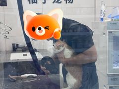 -柚子宠物(伊珊娜调理店)