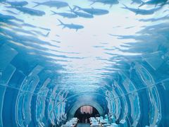 -涛·海底餐厅·美人鱼·自助餐·海底隧道(三亚海棠湾洲际度假酒店)