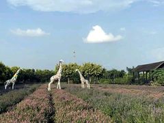 -广东花都香草世界旅游度假区