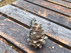 -五营红松林海景区