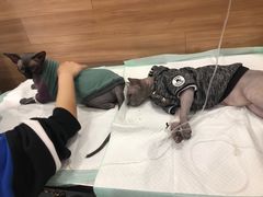 -爱侣宠医·鹦鹉专科·小型哺乳类·异宠专科(灵石路店)