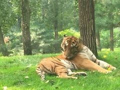 -北京野生动物园