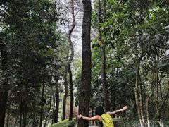 -铁山坪森林公园