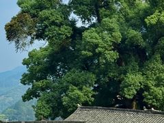 -杨家堂村
