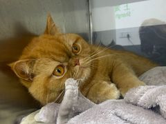 -爱侣宠医·鹦鹉专科·小型哺乳类·异宠专科(灵石路店)