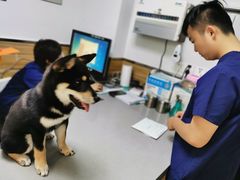 -爱侣宠医·鹦鹉专科·小型哺乳类·异宠专科(灵石路店)