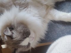 -滚猫咖啡·猫咖·猫友好撸猫(未来城店)