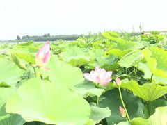 -白洋淀景区