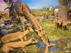 -国家自然博物馆