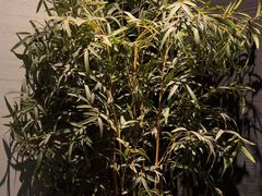 -上足·影院足道·SPA(红岭店)