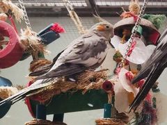 -momokira米努特·德文卷毛猫·棉花面纱犬