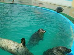 -北戴河圣蓝海洋公园