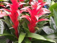 -秦美花卉(天朗·莱茵小城2期店)