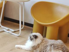 -有喵·猫咖·狗咖·30几只猫10只小狗(岗厦店)