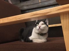 -猫的天空之城概念书店(杭州南宋御街店)