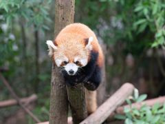 -成都大熊猫繁育研究基地