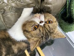 -李小姐の猫咖啡馆(五角场店)